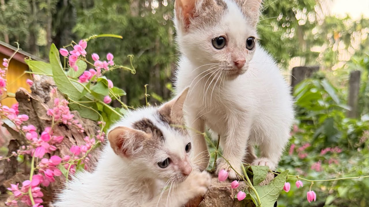 Мир кошек 🐈