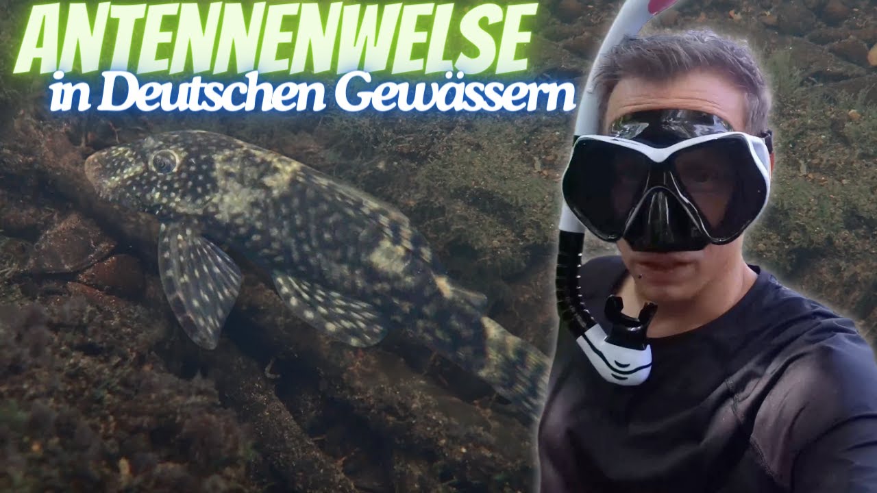 Antennenwelse (Ancistrus) im deutschen Bach beim Schnorcheln gefunden