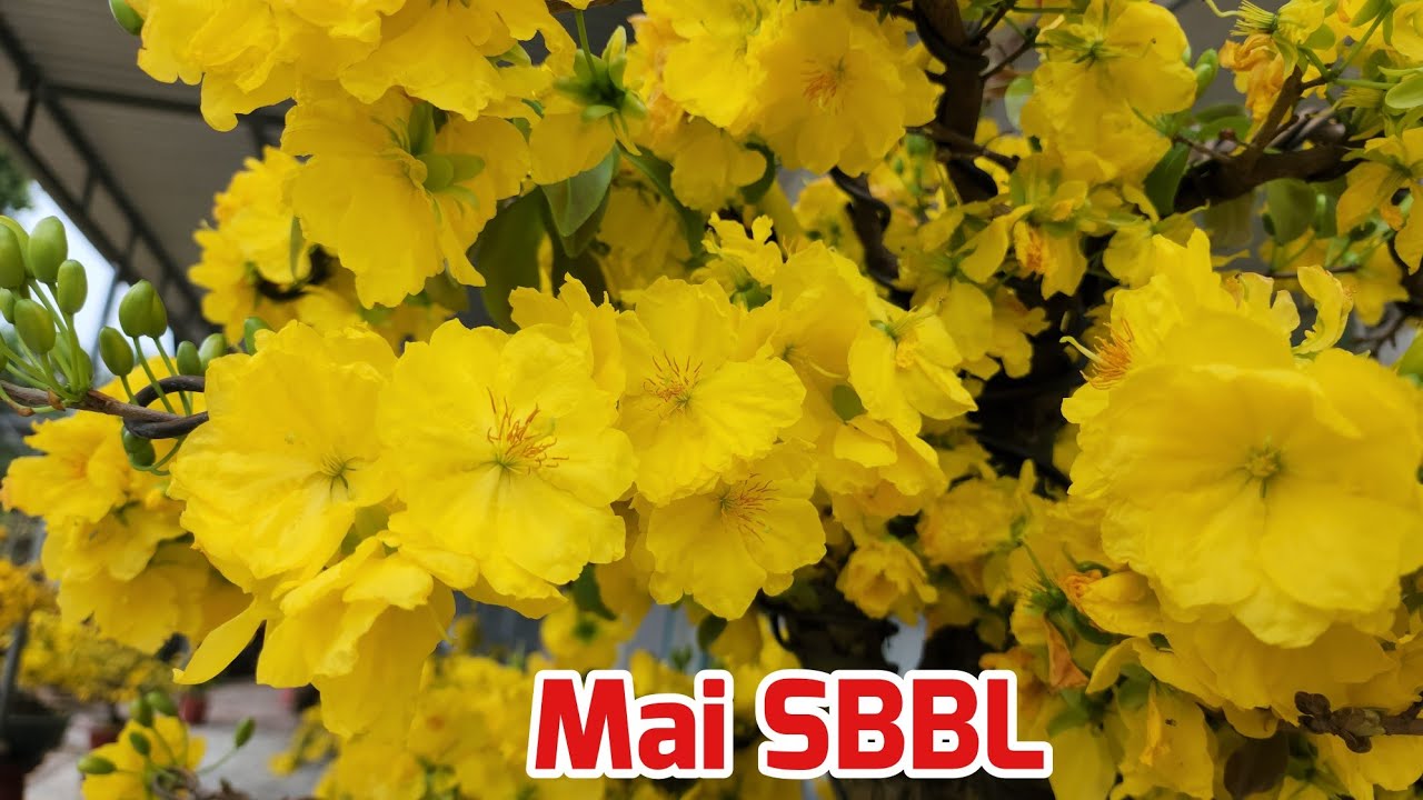 Các Cây Mai SBBL Nở Hoa Tết 2026