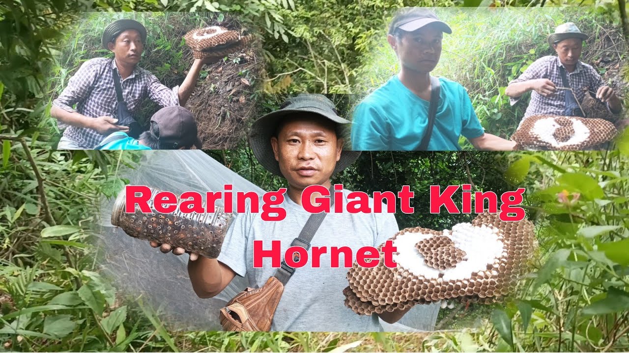 REARING # Asian Giant King Hornet @ L. Kajiri vlog..