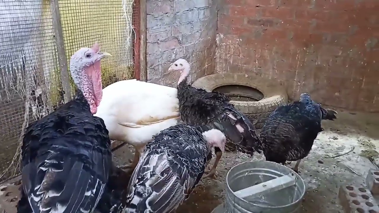 الرومي بكل تفاصيله