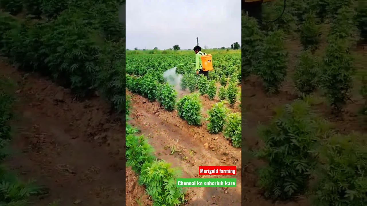 Marigold Farming 🌱