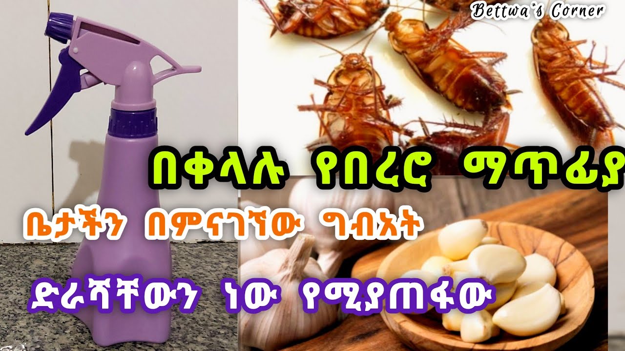 በረሮን በቤታችን በምናገኘው ግብአት በቀላሉ መግደያ 🪳 Cockroach killer👌