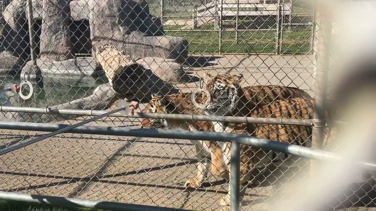 Lions Tigers and Bears, Alpine CA