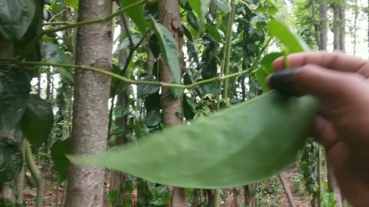 ✨ Betel vine leaf (Piper betle) harvesting # Iron nail # Plantation crop # Doddaghatta, Karnataka.