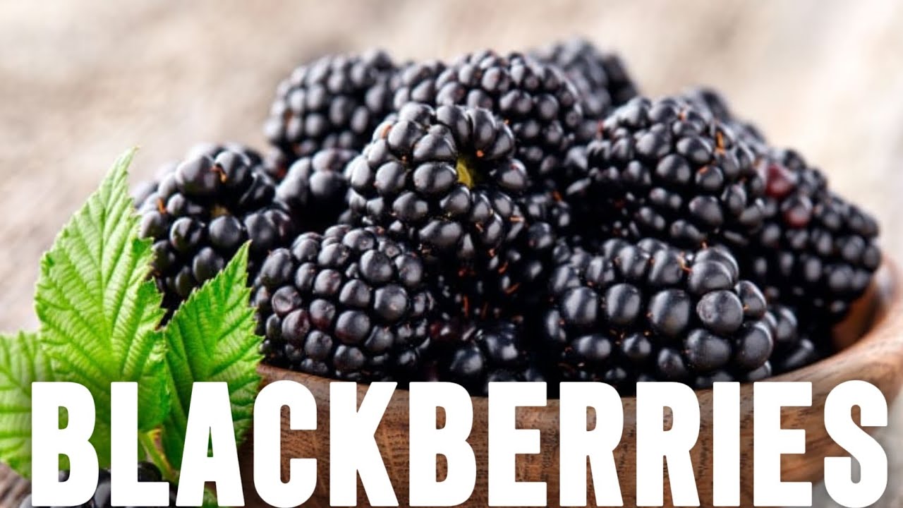 Impressive Health Benefits Of Blackberries|Blackberries Benefits!