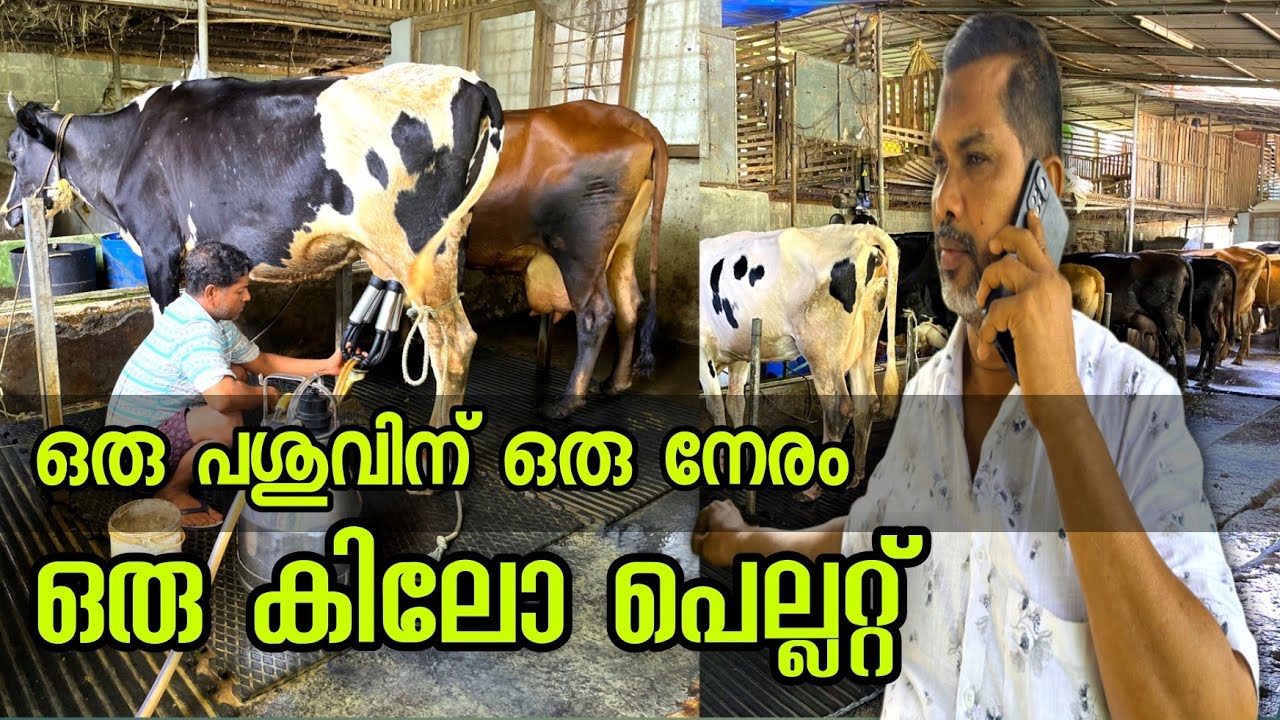 പശുവിന് ഒരുപാട് തീറ്റ കൊടുക്കല്ലേ | Successful Cow farmers in kerala | Cow farming tips