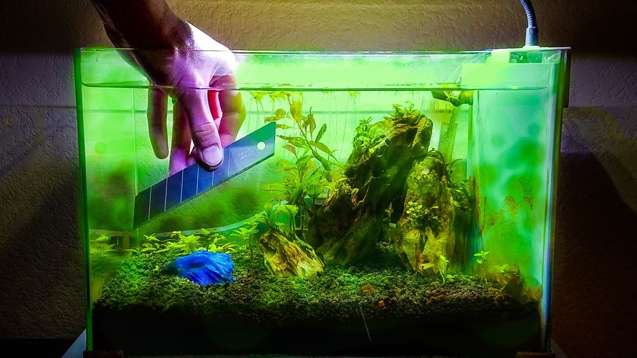 How to FIGHT ALGAE in 11 Easy Steps