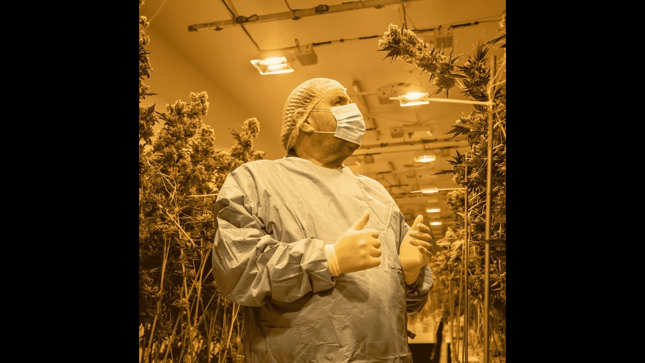From plant to patient | The medicinal cannabis journey with Gary Whipp, founder of Medicann Clinics