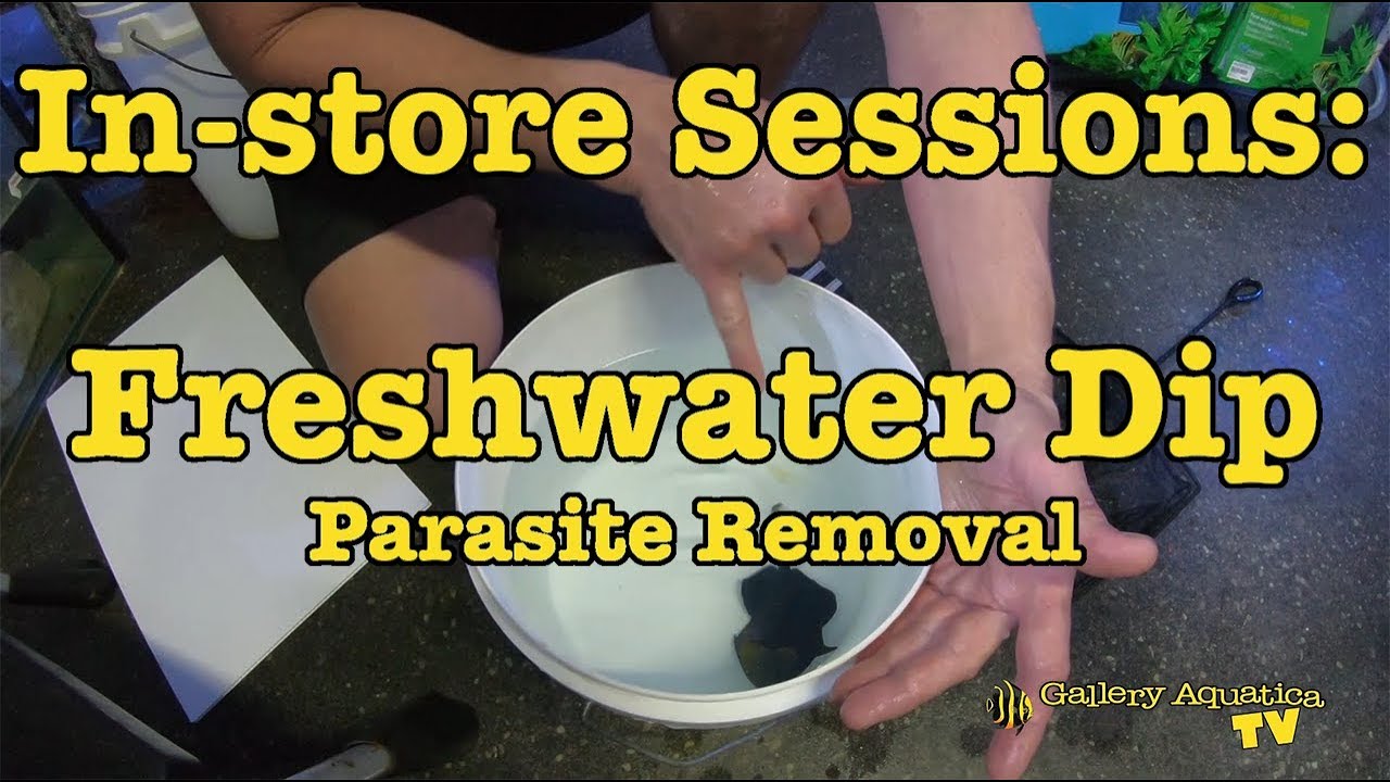 In-store Sessions: Freshwater Dip (Parasite Removal) --- Gallery Aquatica TV