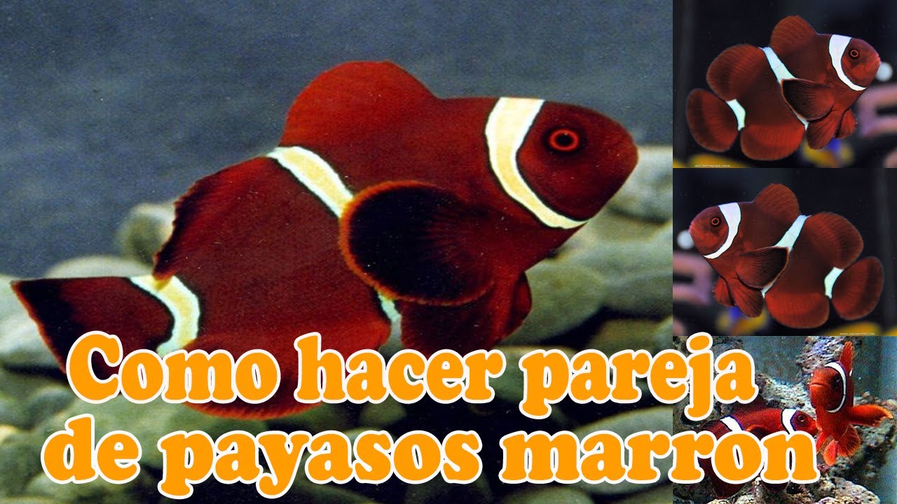 Como hacer parejas de payasos marrón