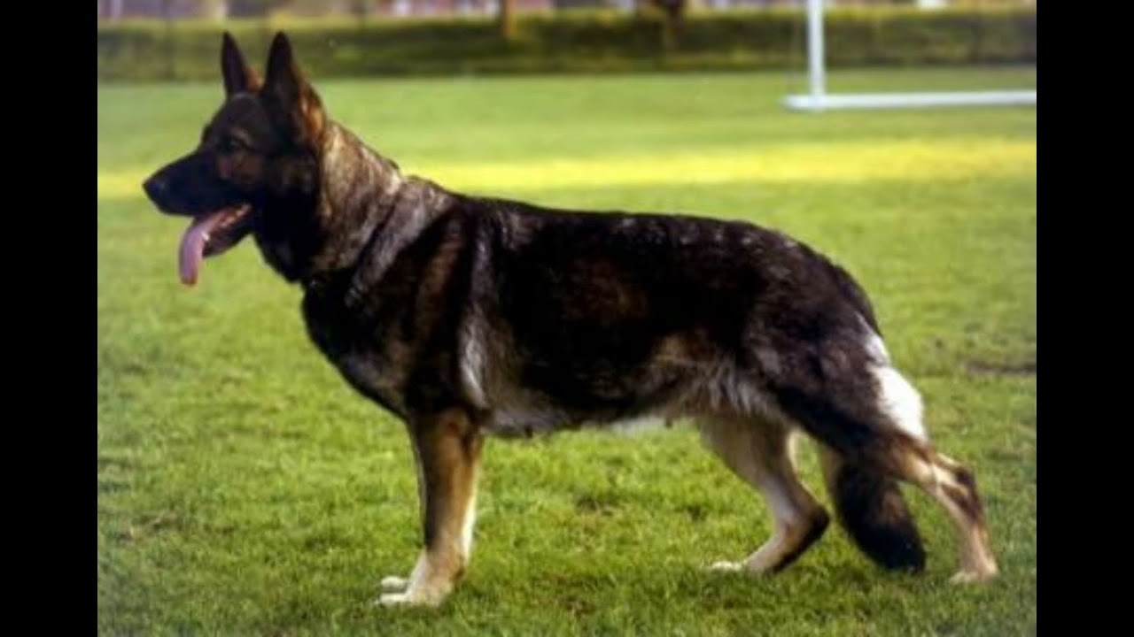 Série Cães Lendários: Asko von der Lutter a Lenda Alemã da raça pastor alemão. 