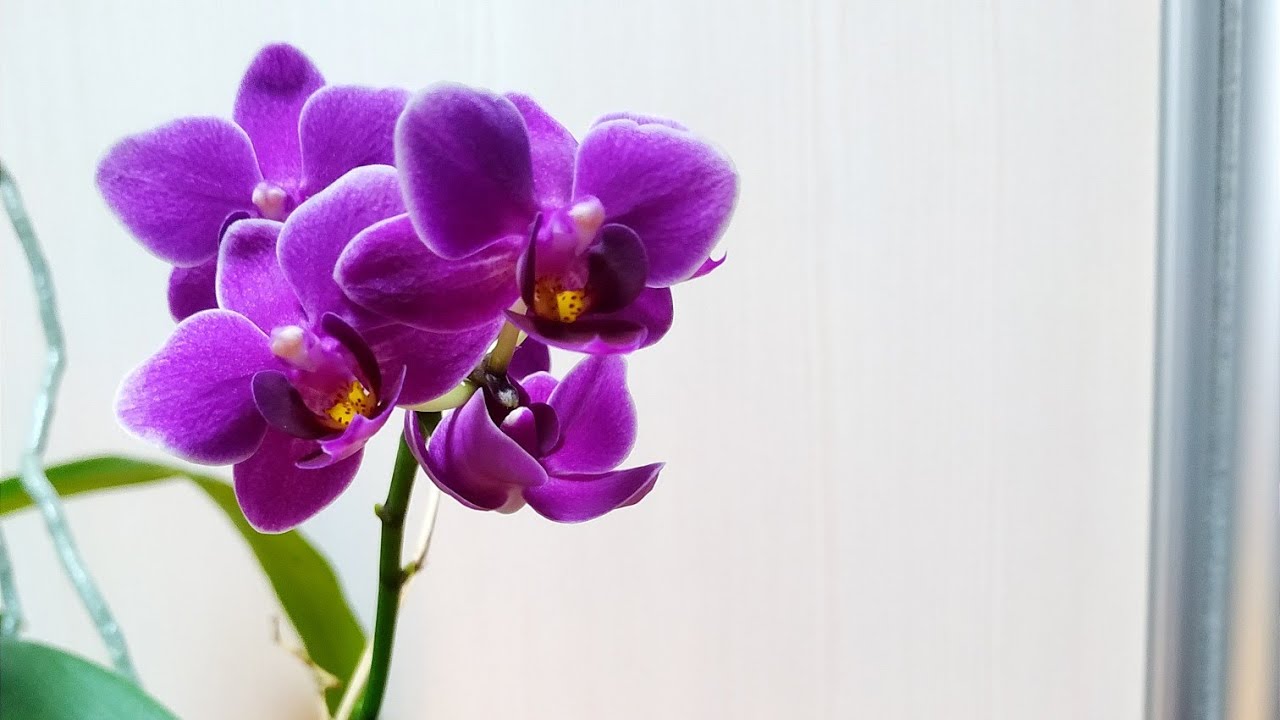Зимнее цветение орхидеи Purple Princess