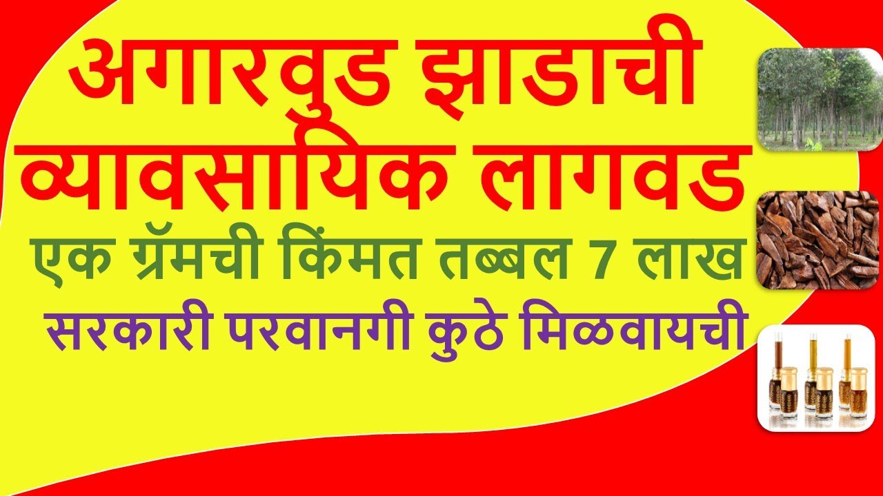 अगारवुड झाडाची व्यावसायिक लागवड: सरकारी परवानगी कुठे मिळवायची