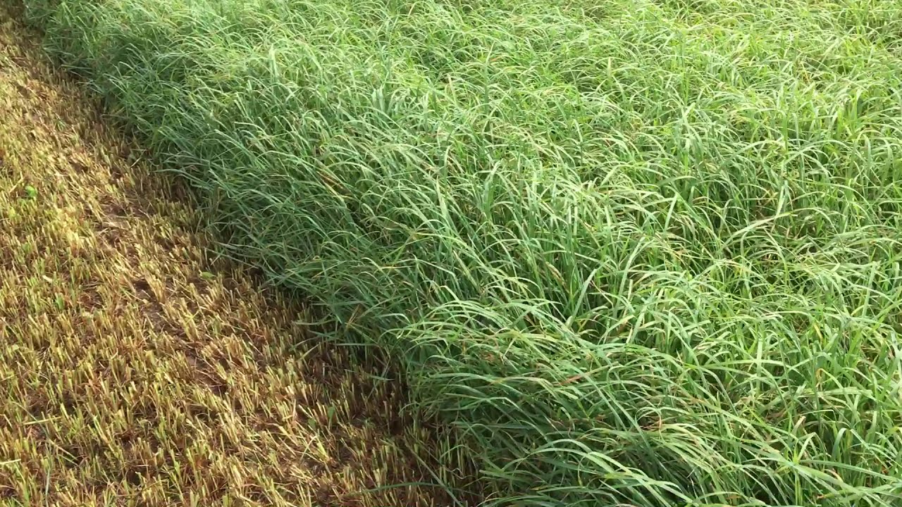 Best 3rd Crop Orchardgrass Ever!