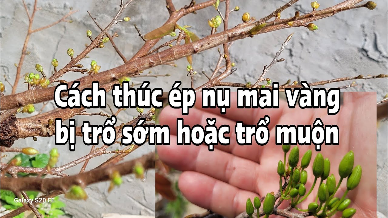 Cách thúc ép nụ mai bị trổ sớm hay trổ muộn
