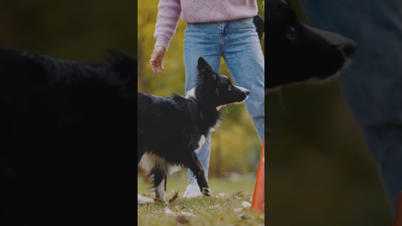How Dogs Help Find Human Remains | Cadaver Dogs Explained