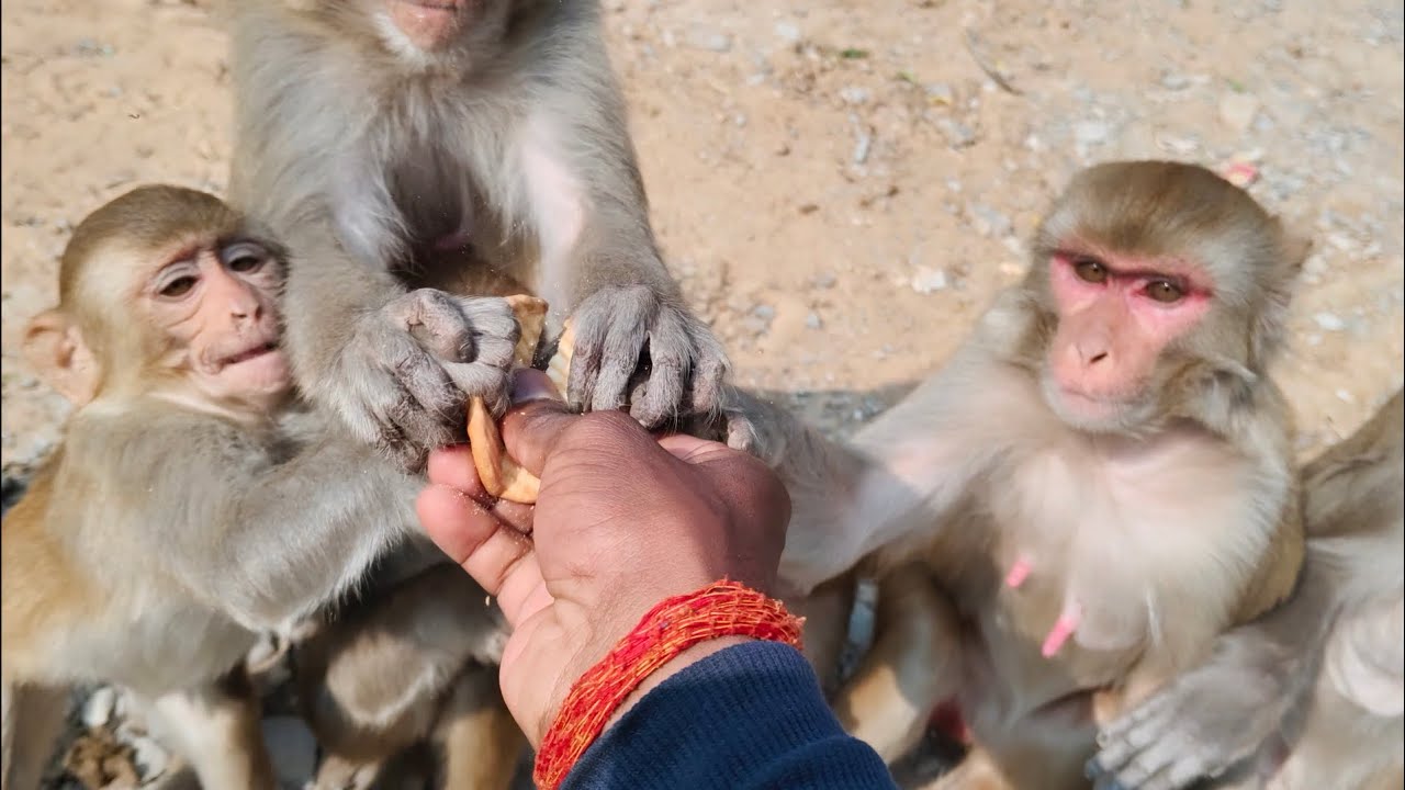 बंदर बिस्किट्स खाने के लिए एक दुसरे से किया लड़ाई //बंदर को बिस्किट्स बहुत पसंद होते है MonkeyVideo 