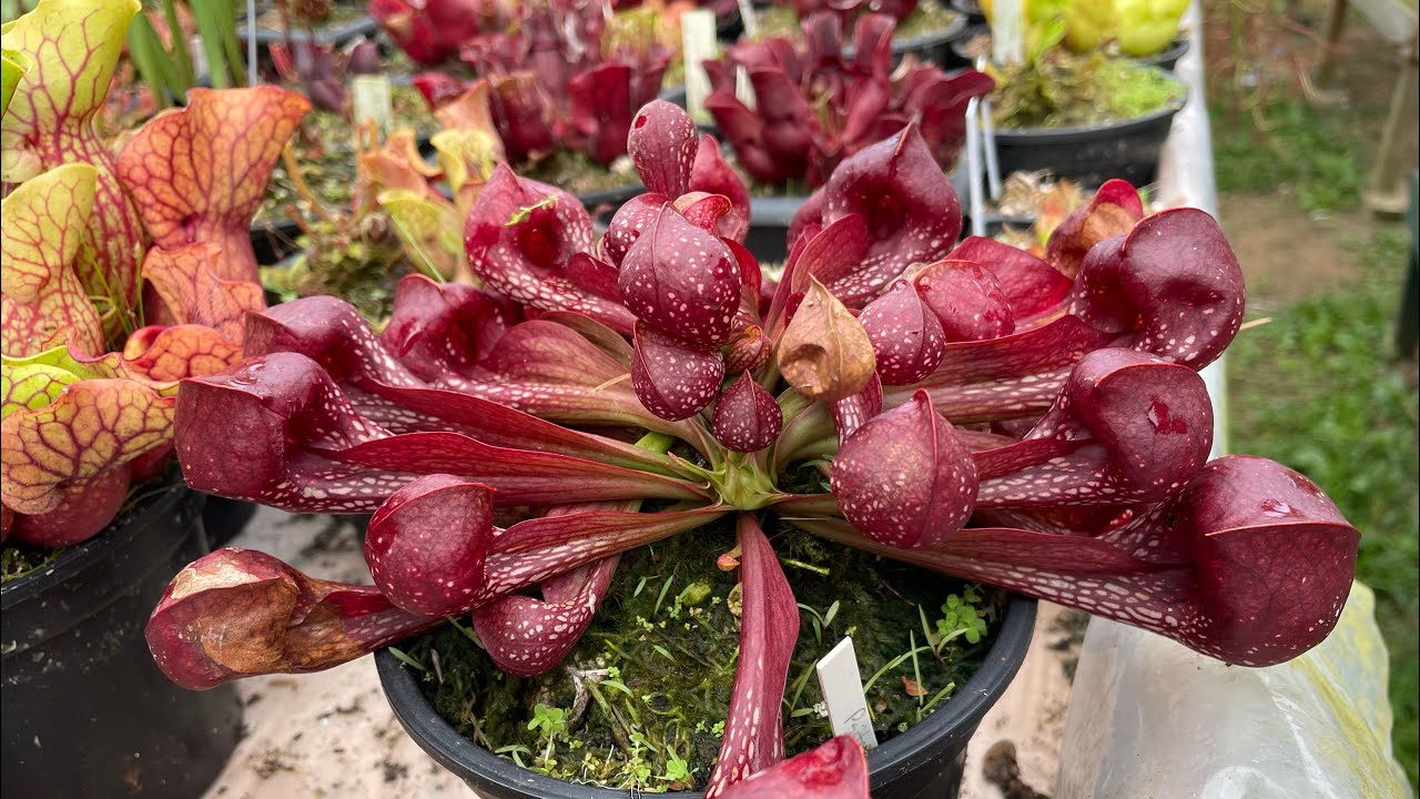 Sarracenia Psitaccina | Armadilhas diferentes