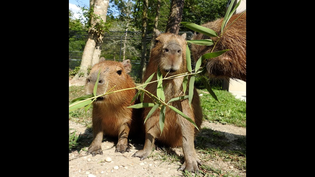 Two new capybara babies at Cape May Zoo