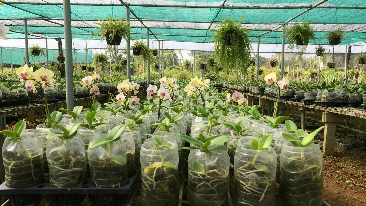 The method of propagating orchids in plastic bottles results in vigorous growth overnight.