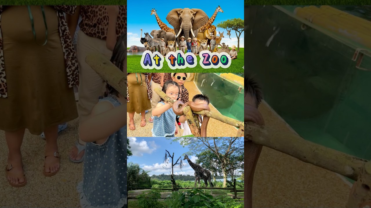 At the Zoo | Fun Animal Song for Kids #zoo #animalsong