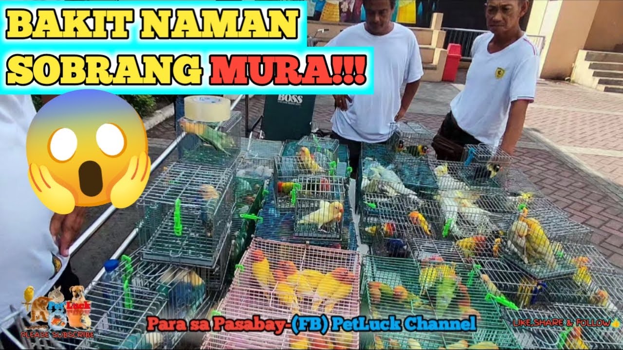 LOVEBIRDS SALE SA OBANDO BULACAN