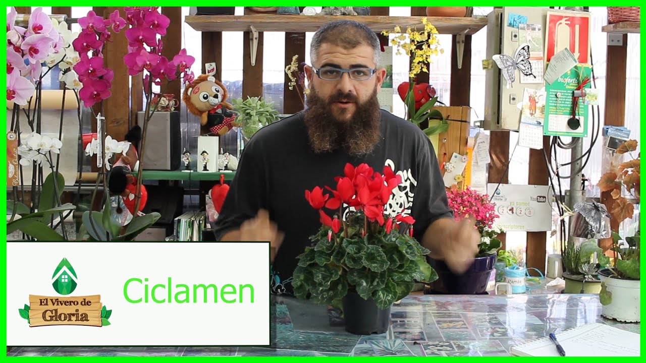 🌷CICLAMEN 🌷🥀🌺cuidados trasplante // consejos //
