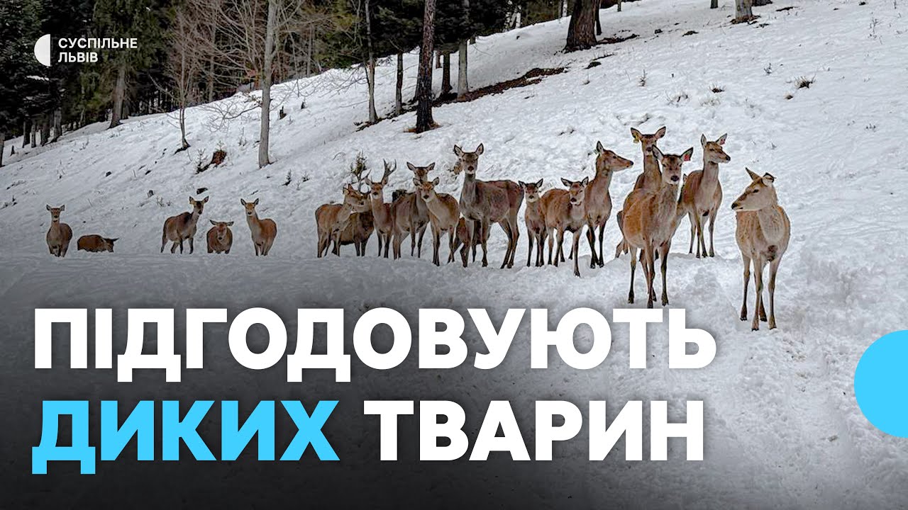 Інспектують лісові їдальні: у Нацпарку «Сколівські Бескиди» підгодовують тварин взимку
