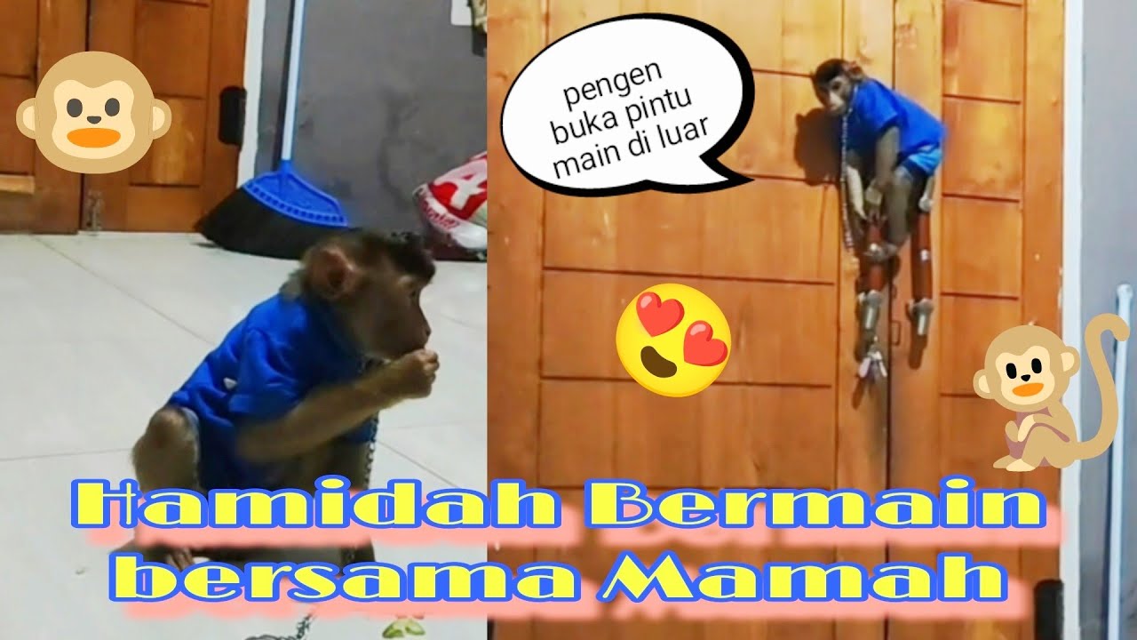 Mamah bermain bersama Hamidah | Hamidah petakilan cari Ayah nya 😆🐵 #monyetlucu #beruklucu 