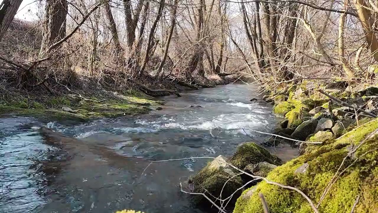 Live Nature - 2 Hours of Relaxing Stream Sounds in the Forest  / Screensaver / Soul / Healing