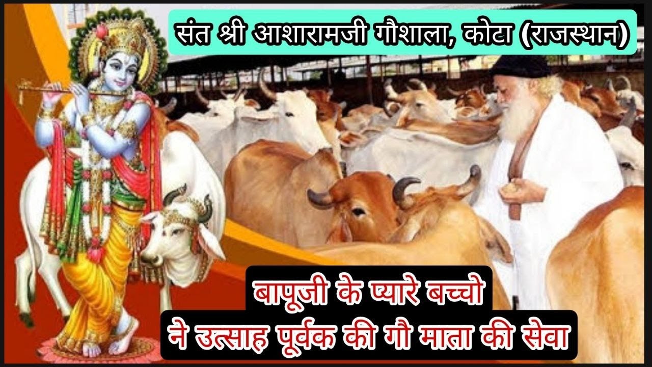 Gau Sewa - Sant Shri Asharam Ji Bapu Gaushala , lakhawa , Kota