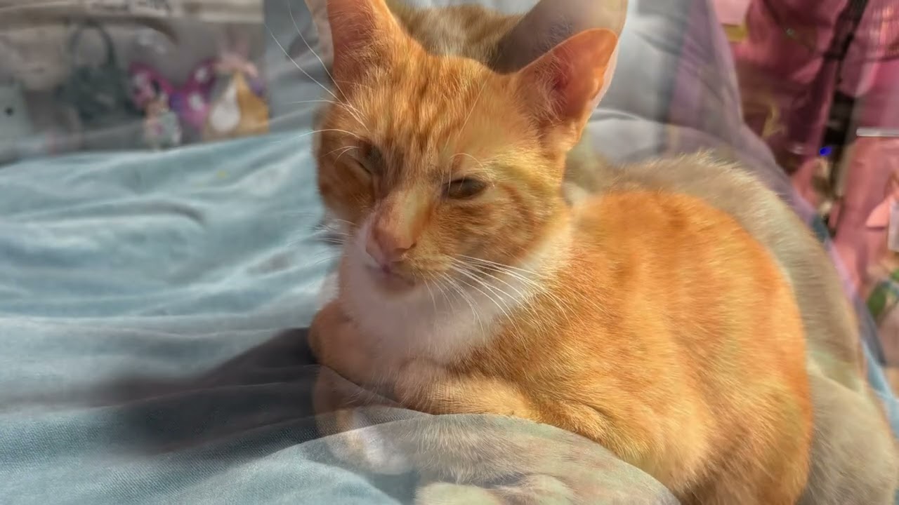Our cat’s sleeping habits