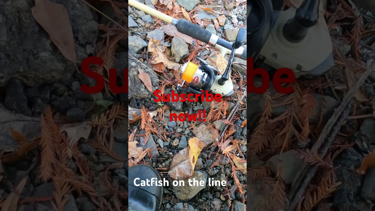 Lake Conway catfishing #fishinglife #fishing #fish #bankfishing #autism #howtocatchcatfish