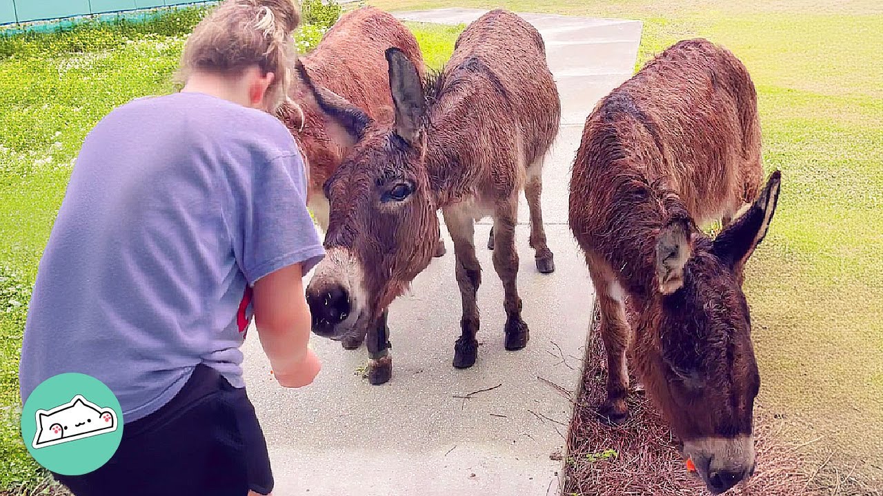 Three Donkeys Make The Whole Farm Laugh @CuddleBuddiesChannel