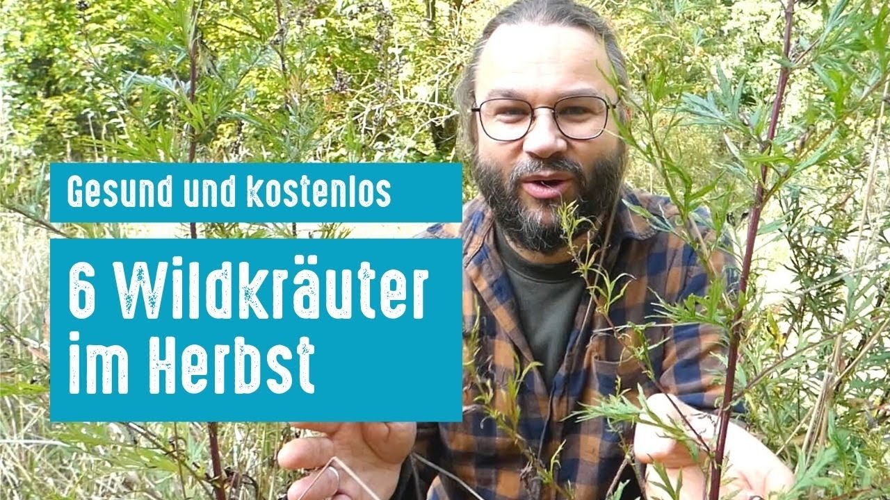 Gesund und kostenlos: diese 6 Wildkräuter sammelst du im Herbst (+Anwendungen)
