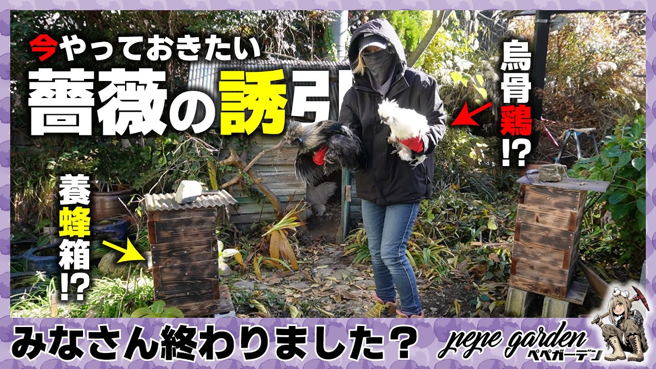 冬が来る前にやっておきたい！？ツル薔薇の剪定と誘引をしていきます！コッコちゃんの出勤風景も公開。