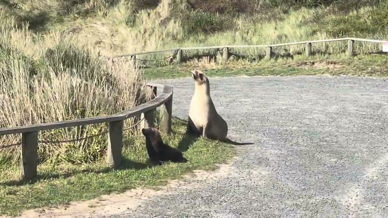 Mother sea lion moving her pup through Smails beach car park