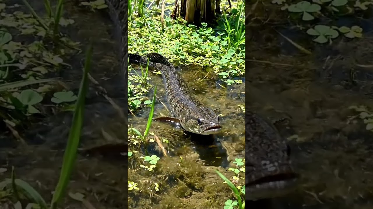 🎣UNBELIEVABLE! Catching GIANT Fish in the Countryside?! 🤯 You Won't Believe What Happened!😱