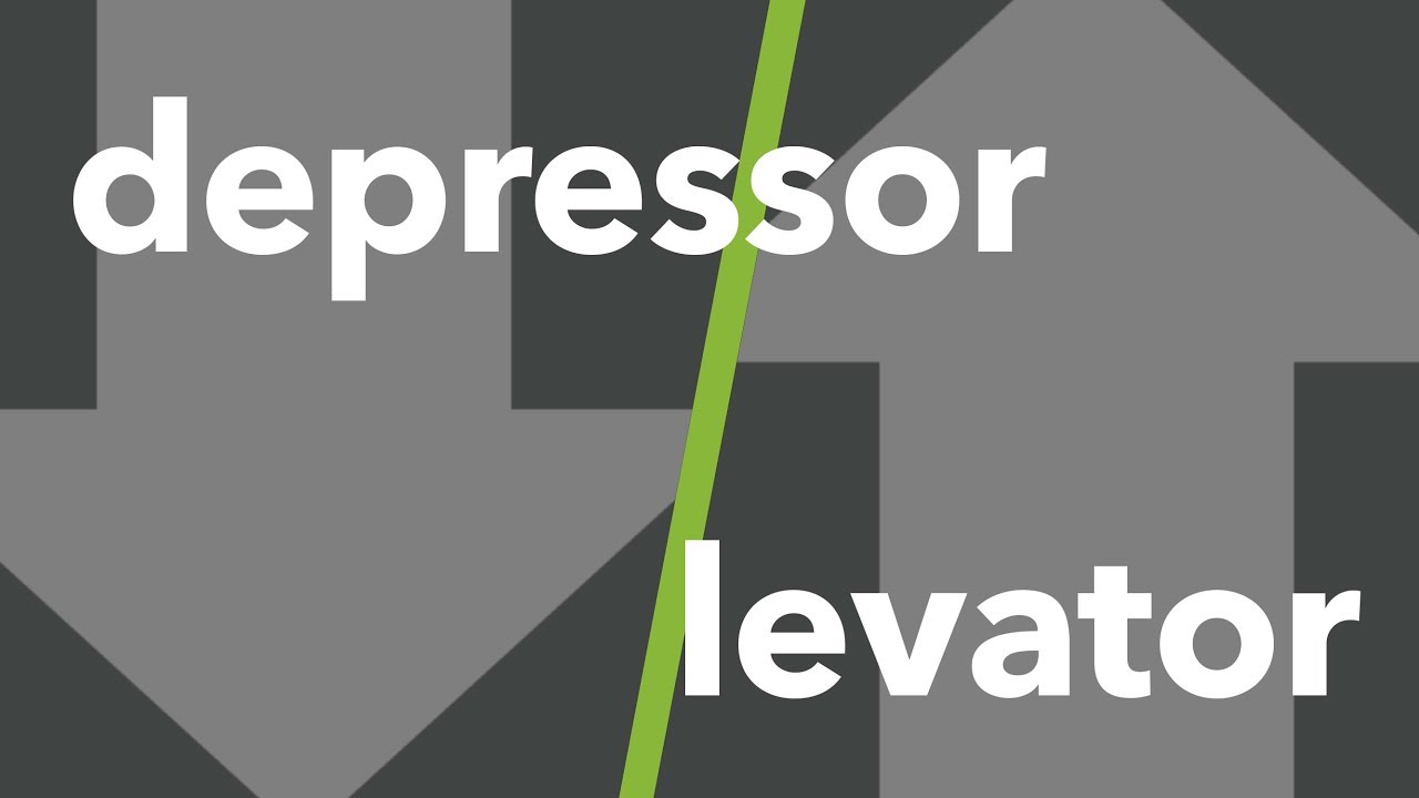 Kas ve İskelet Sistemi Terminolojisi: depressor, levator #7