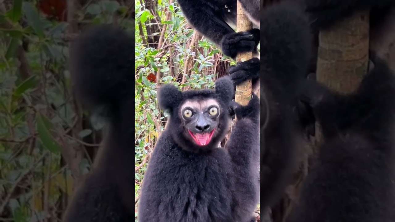 Orangutans shouting strange#orangutan#animals#cat#dog#monkey