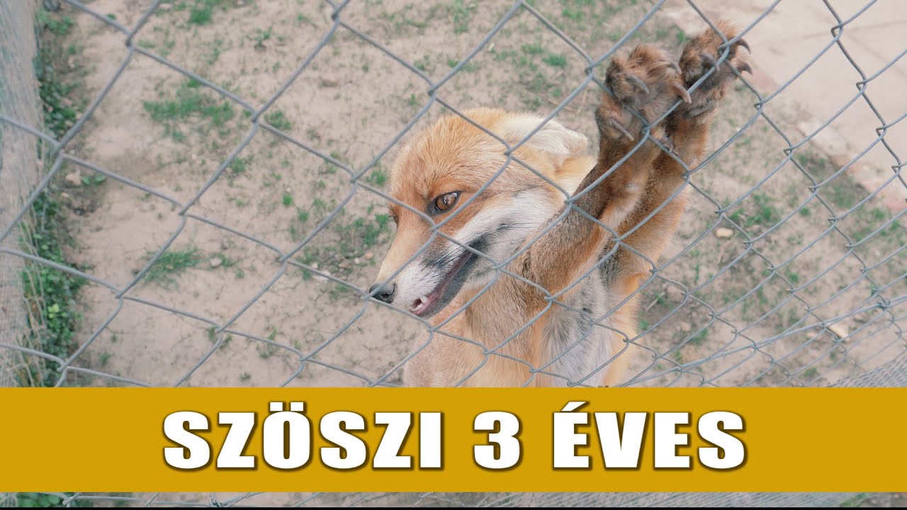 Szöszi róka 3 éves! :)