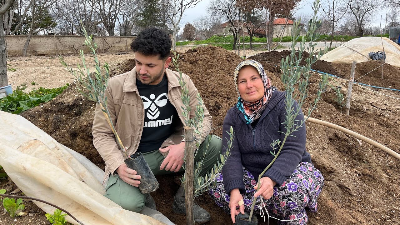Köy evimizin bahçesini güzelleştirmek için aldığımız zeytin-cennet hurması-vişne ağaçlarını diktik 