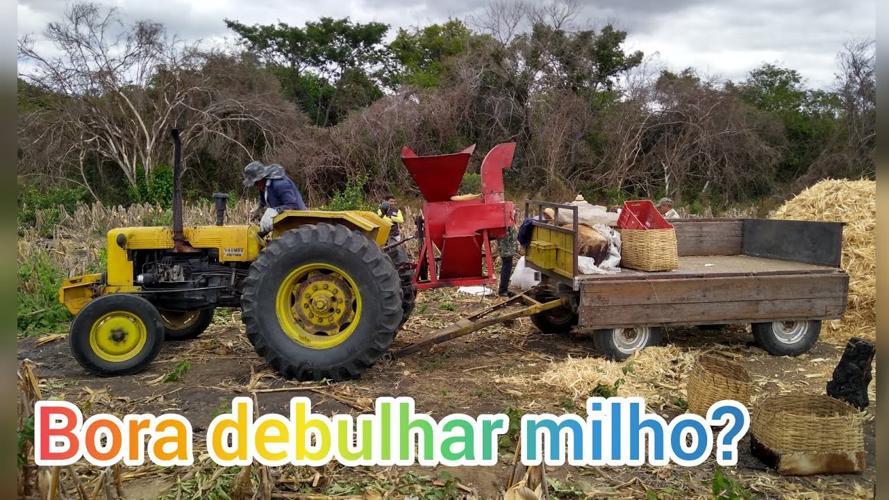 Debulhando milho e passeio de trator no sertão! @FAZENDA TORRE #nordeste #trator #vidanocampo #milho
