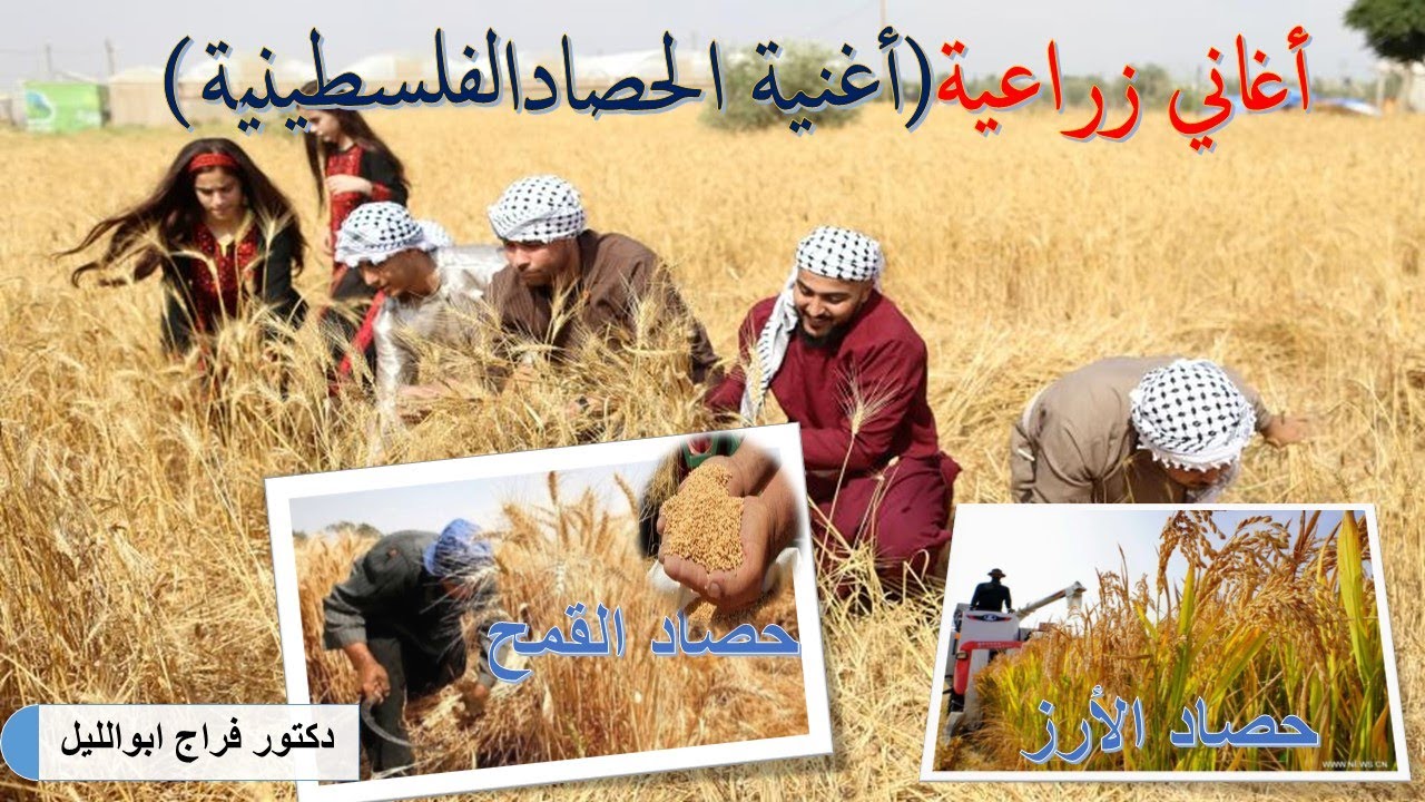 أغاني زراعية/أغنية عن الحصاد من إنشاء مملكة الأشعار الفلسطينية/مع حصاد محصول القمح والأرز فى ريف مصر