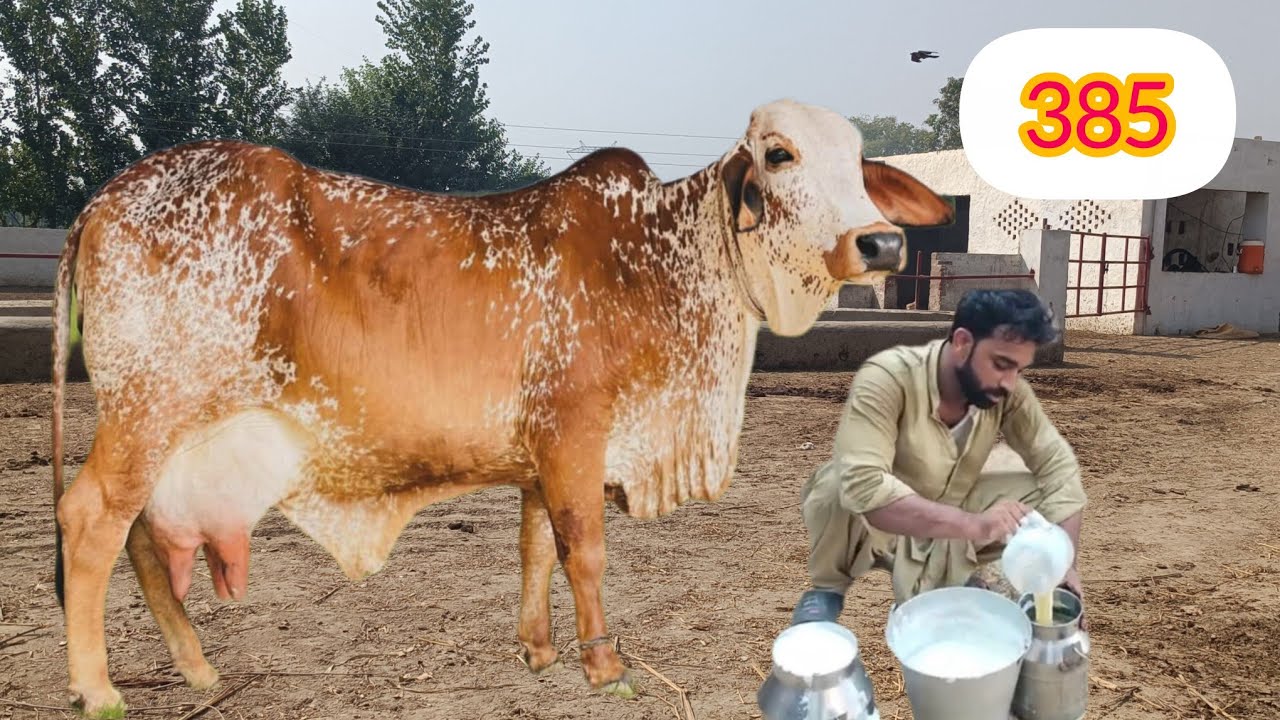 03466152628 |Cholistani cow | rohi ki cow | top Pakistani cow of Pakistan| milking cow