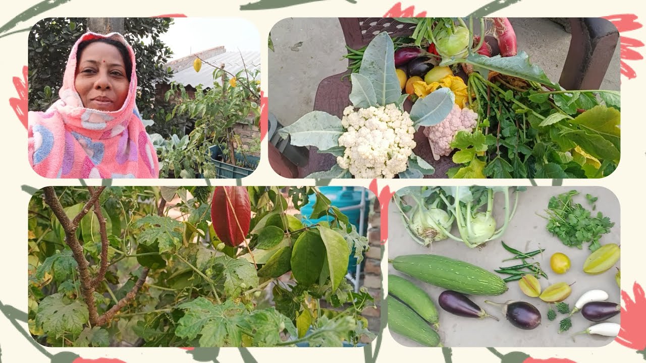 এদের দিকে তাকিয়ে মনে হয় আরো কীছু দিন বাঁচি।#harvesting 
