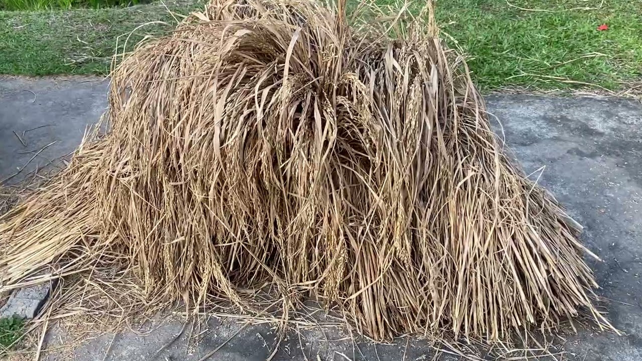 Tham quan khu du lịch Bình Quới1