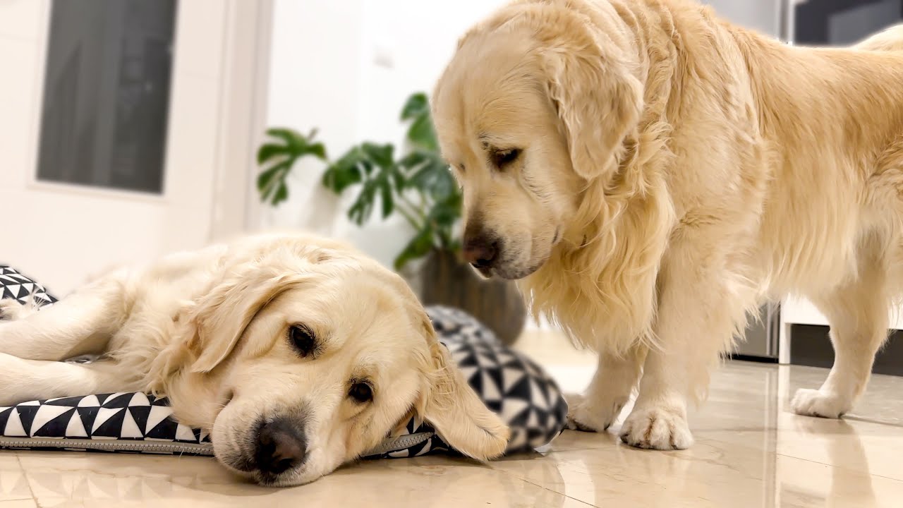 Golden Retriever Shocked by Another Dog Occupying his Bed