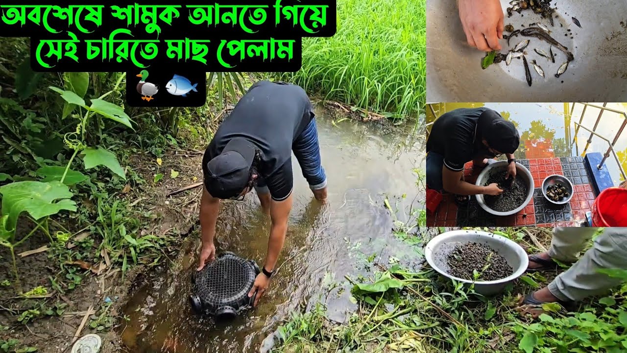 অবশেষে শামুক আনতে গিয়ে সেই চারিতে মাছ পেলাম 🦆🐟